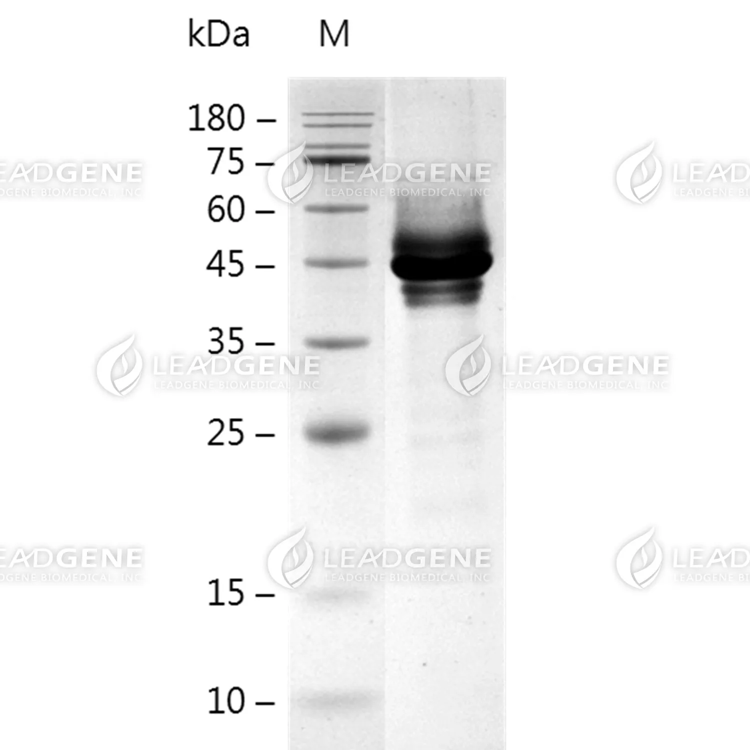 Human CD138, His Tag, CHO