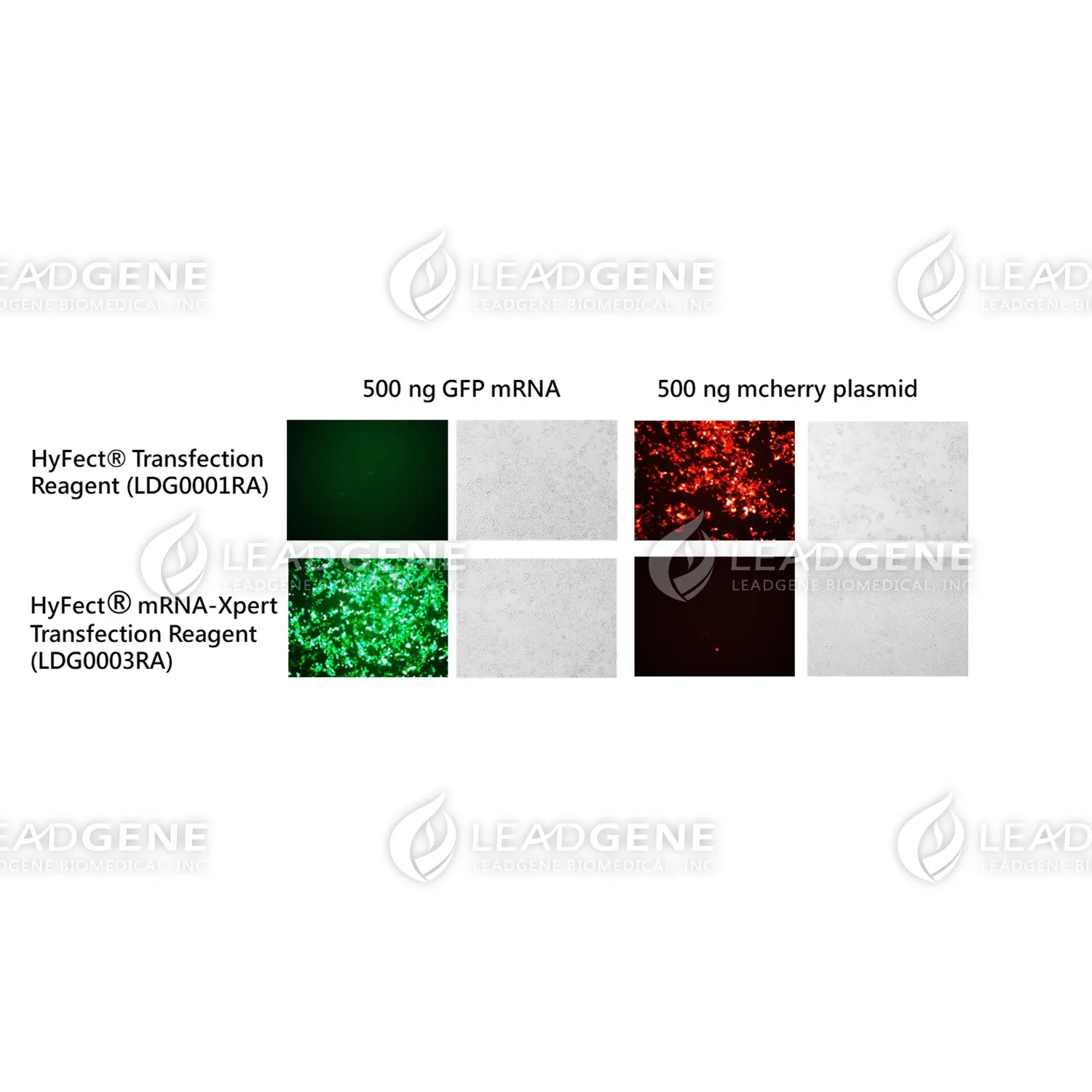 HyFect® mRNA-Xpert Transfection Reagent