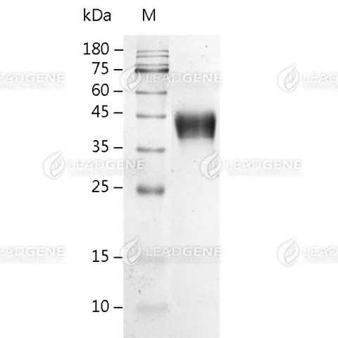 Human CD24, Fc Tag, HEK293