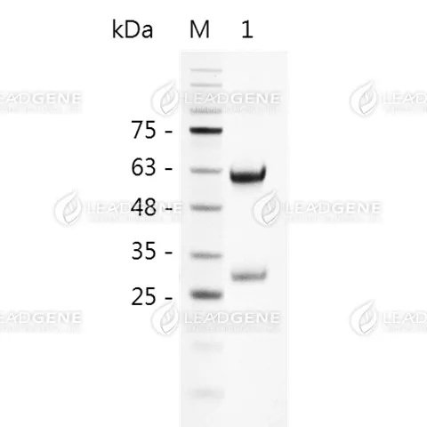 SDS-PAGE of purified antibody under reduced condition. Lane M: Protein marker Lane 1: Goat anti-Chicken IgY (H+L) Antibody (2 μg, reduced)