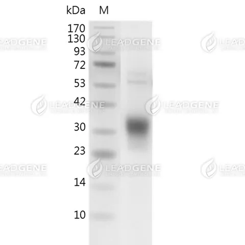 SDS-PAGE analysis of recombinant mouse HVEM.
