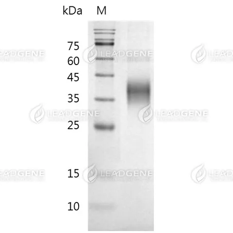 SDS-PAGE analysis of recombinant mouse FcgRIII.