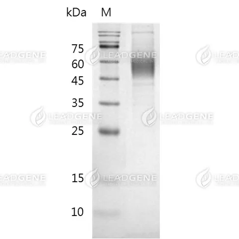 Human CD123, His Tag, CHO