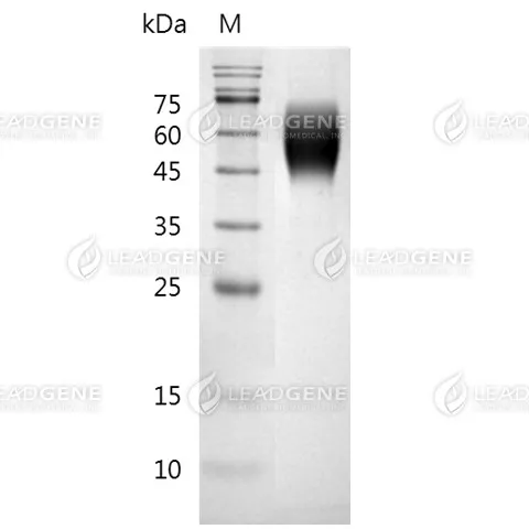 Human 5T4, His Tag, CHO