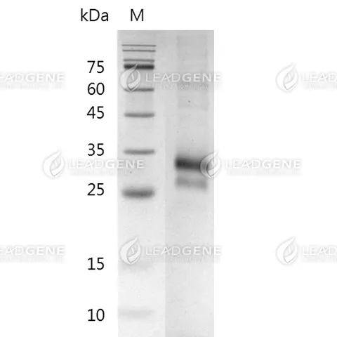 Human CD40, His Tag, CHO