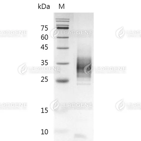 SDS-PAGE analysis of recombinant human Trop-2.