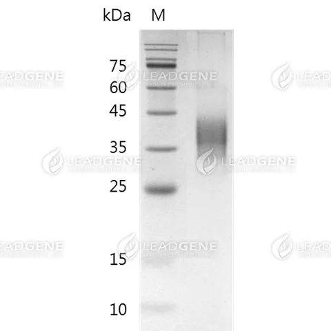 Human PD-L2, His Tag, CHO