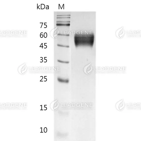 SDS-PAGE analysis of recombinant Mouse CD123.