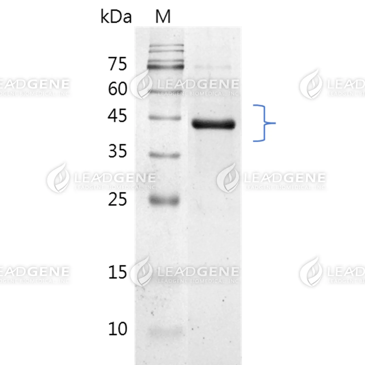 Mouse Leptin, Fc Tag, CHO