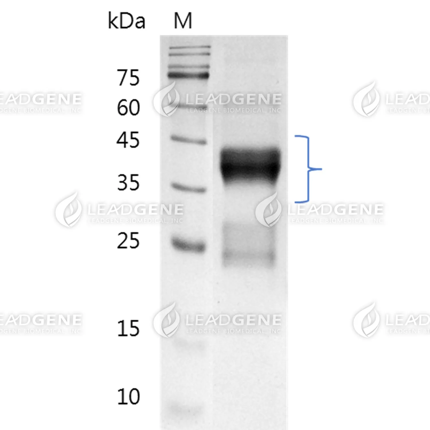 SDS-PAGE analysis of recombinant human TNFR2.