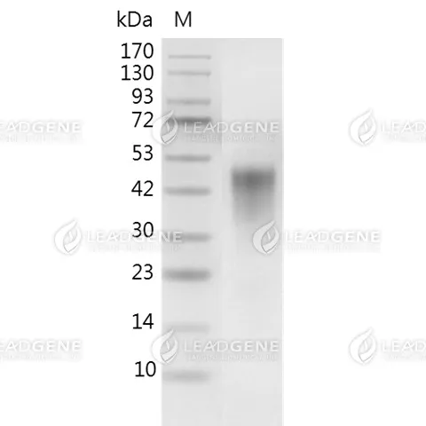 SDS-PAGE analysis of recombinant Human CD16A.
