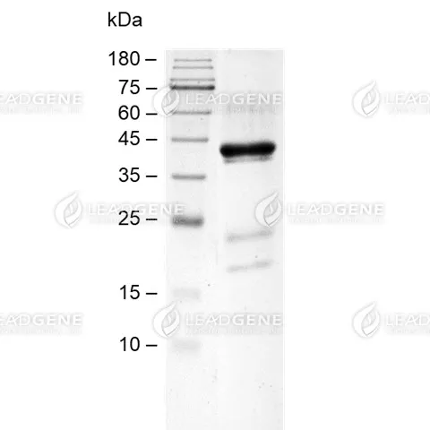 SDS-PAGE analysis of recombinant Human Nectin-4.