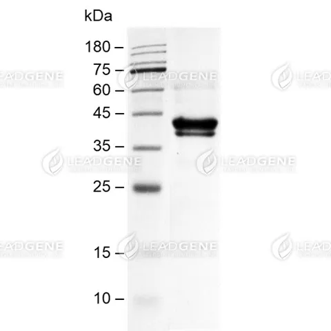 SDS-PAGE analysis of recombinant Mouse Nectin-4.