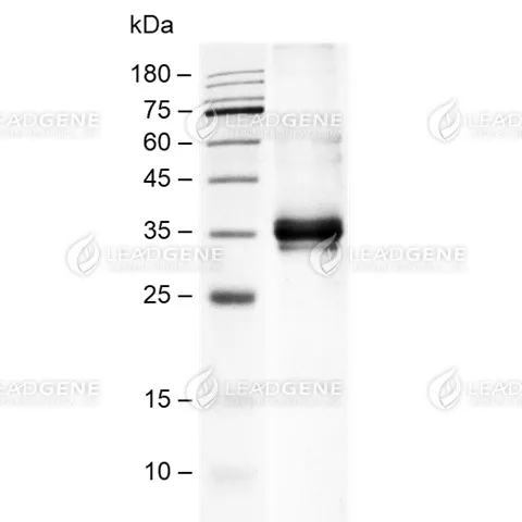 SDS-PAGE analysis of recombinant Human LILRB4.