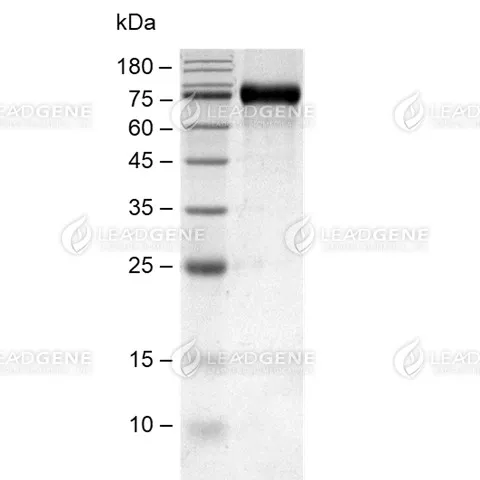 SDS-PAGE analysis of recombinant mouse Her3.