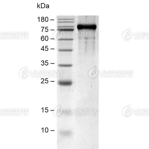 SDS-PAGE analysis of recombinant human Her3.