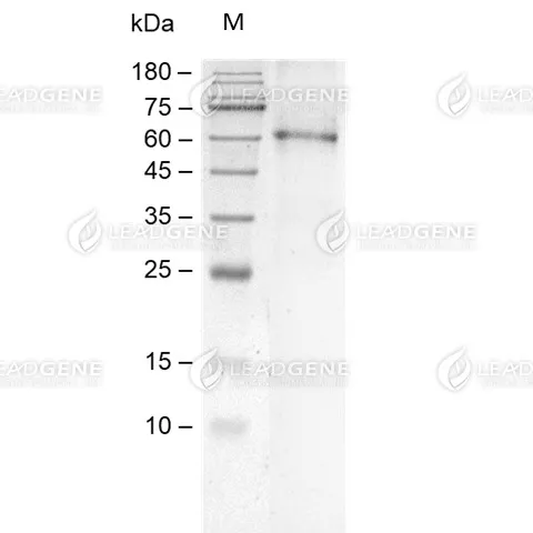 Human CD73, His Tag, CHO