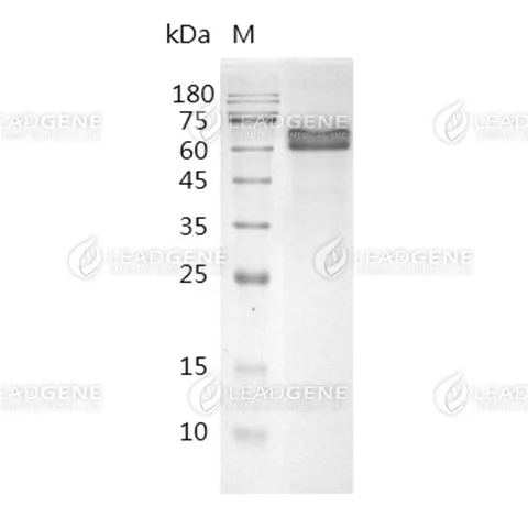 Human DLL4, His Tag, CHO