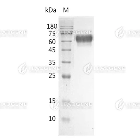 SDS-PAGE analysis of recombinant Mouse BACE1.
