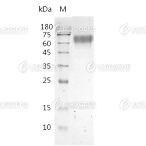 SDS-PAGE analysis of recombinant Human BACE1.