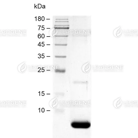 SDS-PAGE analysis of recombinant Human CD81.