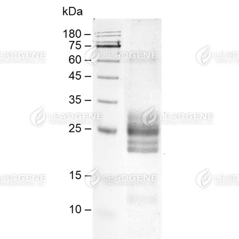 SDS-PAGE analysis of recombinant Mouse CD16A.