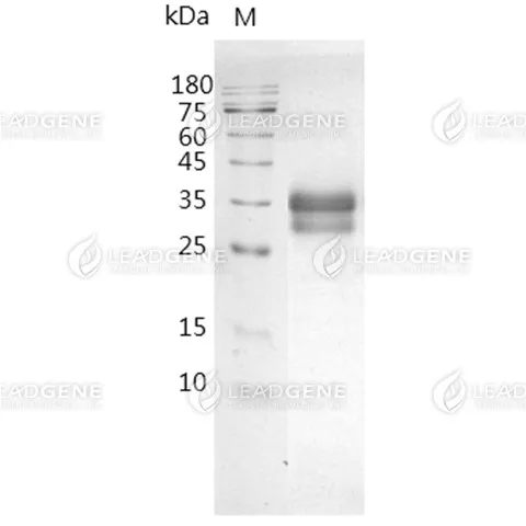 Human Tissue Factor, His Tag, CHO