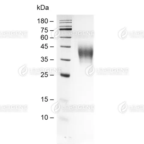 SDS-PAGE analysis of recombinant Mouse M-CSF.