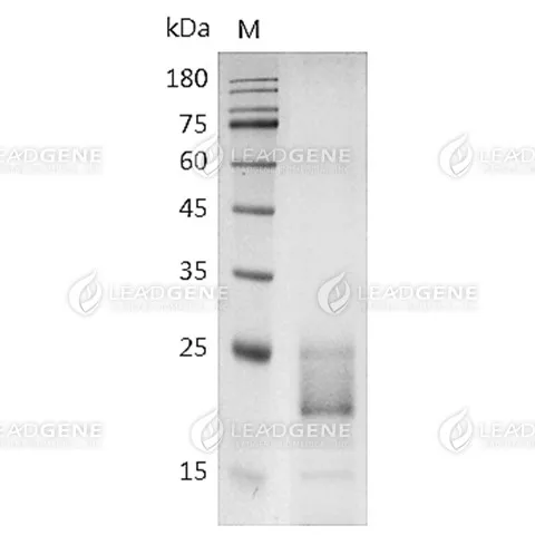 SDS-PAGE analysis of recombinant Human NKp30.