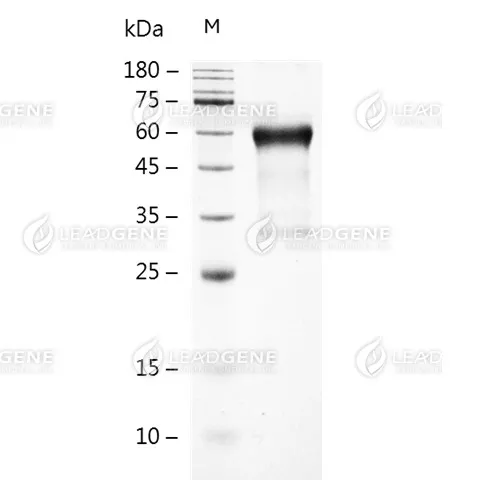 Human CD27, Fc Tag, CHO