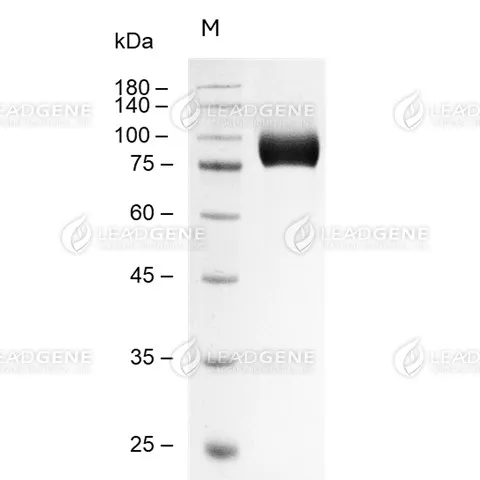 SDS-PAGE analysis of recombinant mouse CD10.