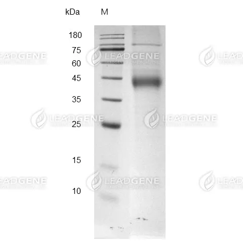 SDS-PAGE analysis of recombinant Mouse MSLN.