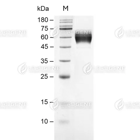 SDS-PAGE analysis of recombinant mouse CD98.