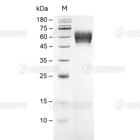 SDS-PAGE analysis of recombinant human CD98.