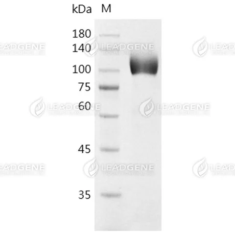 SDS-PAGE analysis of recombinant Human FCRL5.