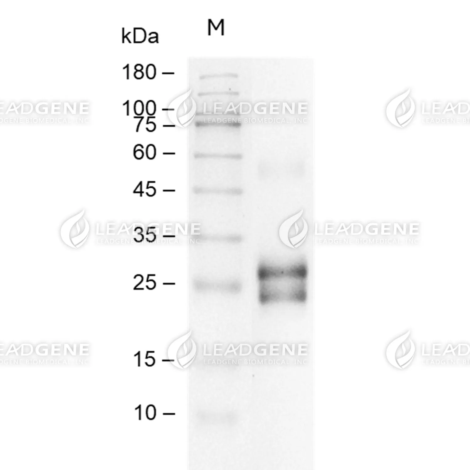 SDS-PAGE analysis of recombinant Mouse CLEC2.