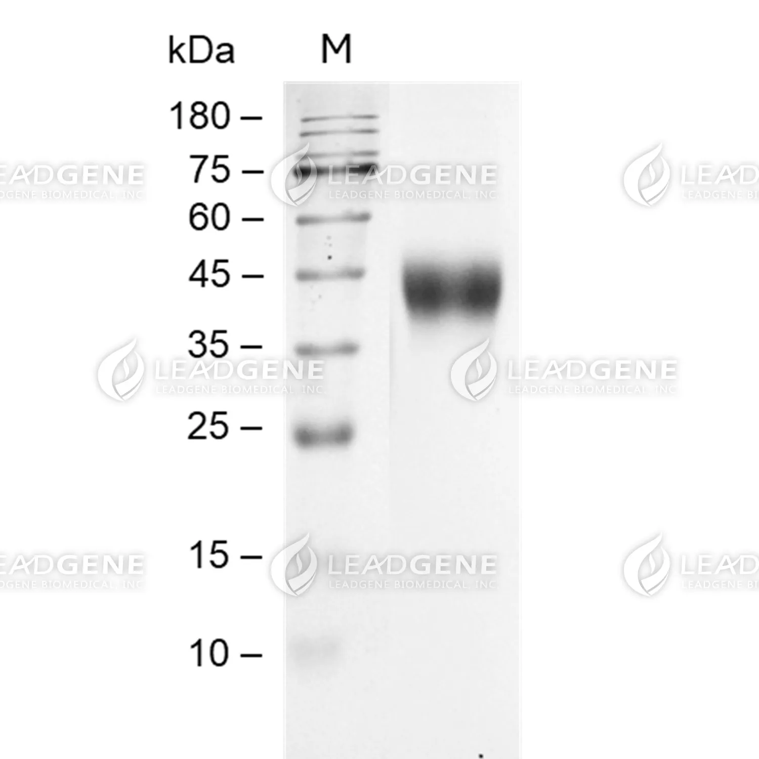 Human CD38, His-Avi Tag, CHO