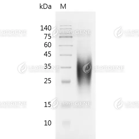 Human CD79 Alpha, His Tag, CHO