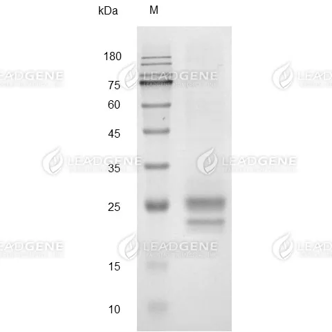 Mouse Flt-3 Ligand, His Tag, CHO