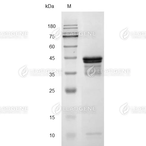SDS-PAGE analysis of recombinant Mouse CD267.