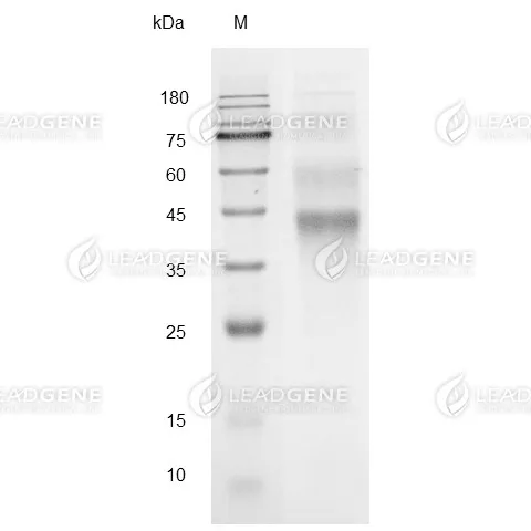 SDS-PAGE analysis of recombinant Human Complement C3b.