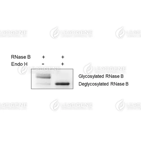 The standard assay was performed by incubating 1 unit of Endo H and 10 µg of RNase B under the above conditions. SDS-PAGE analysis of RNase B digested with Endoglycosidase H.