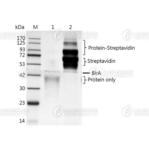 Protein biotinylation efficiency was analyzed using a Streptavidin gel shift assay. Lane 1: Biotin-conjugated proteins, without Streptavidin Lane 2: Biotin-conjugated proteins, with Streptavidin