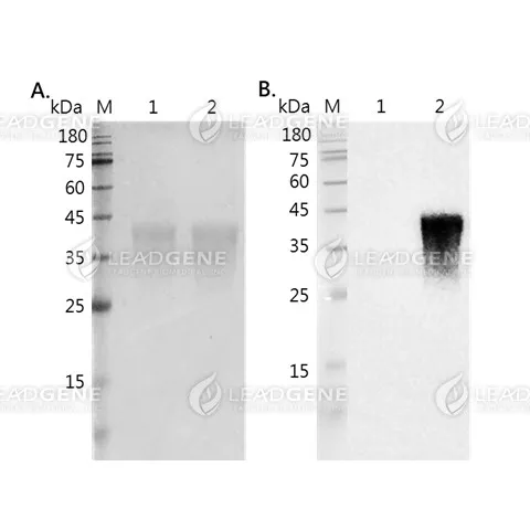 HyLink™ BirA Biotin Labeling Kit, 100 μg*20