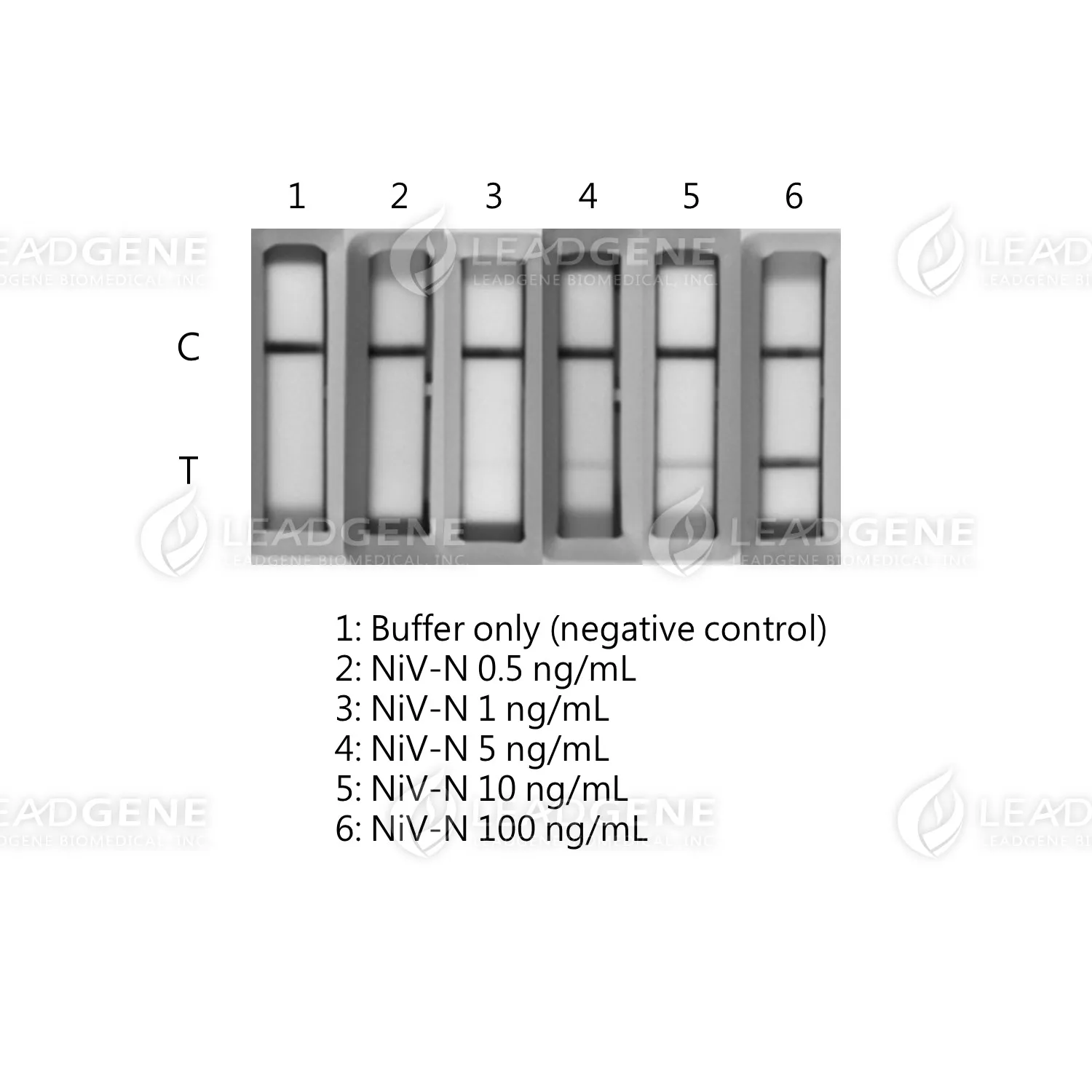 The reactivity of the Nipah Virus Antigen Rapid Test Kit was tested using various concentrations of Nipah virus nucleocapsid protein (NiV-N; Leadgene cat#LDG010PVM).