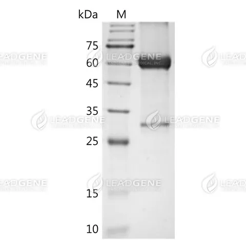SDS-PAGE analysis of recombinant Human Wnt-3a Surrogate.