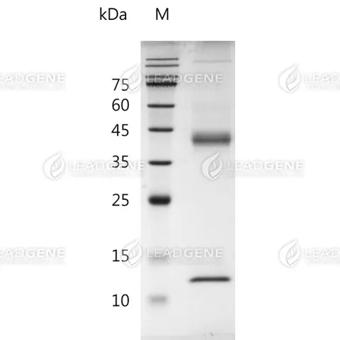 SDS-PAGE analysis of recombinant Human latent Activin A.