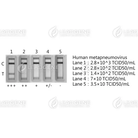 Human Metapneumovirus Matrix Protein Antigen Rapid Test (Uncut Sheet)
