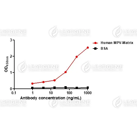 Anti-Metapneumovirus (MPV) M IgM Antibody [Clone 02]