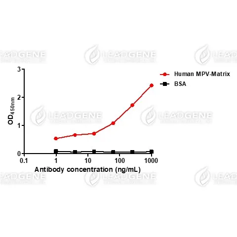 Anti-Metapneumovirus (MPV) M IgM Antibody [Clone 01]